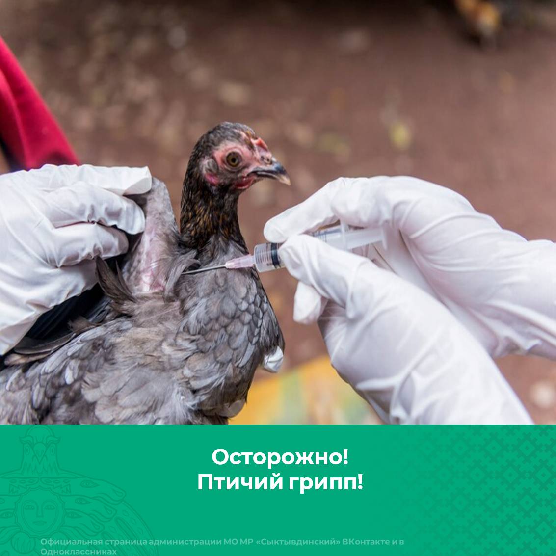 Осторожно! Птичий грипп!.